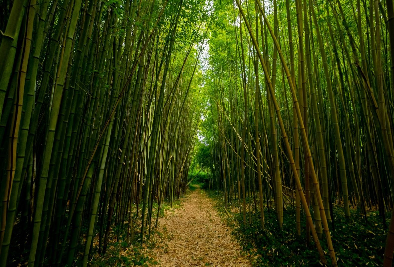 A path winding into a tall bamboo grove